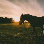 Utbilda dig inom foderrådgivning för hästar hos Equitaste