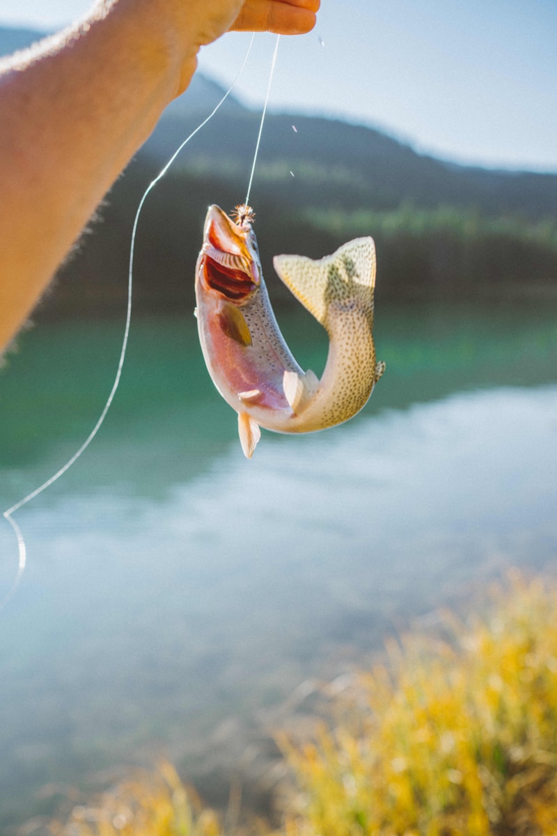 yellow and white fish on water